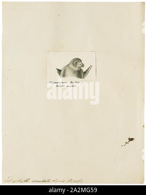 The hairylegged vampire bat (Diphylla ecaudata). brazilian bat Stock