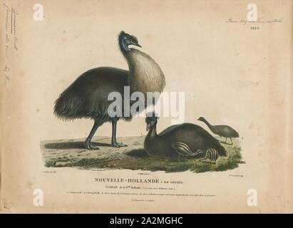 Dromaius ater, Print, The emu (Dromaius novaehollandiae) is the second-largest living bird by height, after its ratite relative, the ostrich. It is endemic to Australia where it is the largest native bird and the only extant member of the genus Dromaius. The emu's range covers most of mainland Australia, but the Tasmanian, Kangaroo Island and King Island subspecies became extinct after the European settlement of Australia in 1788. The bird is sufficiently common for it to be rated as a least-concern species by the International Union for Conservation of Nature., 1807-1824 Stock Photo