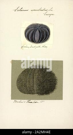 Echinus esculentus, Print, Echinus esculentus, the European edible sea urchin or common sea urchin, is a species of marine invertebrate in the Echinidae family. It is found in coastal areas of western Europe down to a depth of 1, 200 m (3, 900 ft). It is considered 'Near threatened' in the IUCN Red List of Threatened Species Stock Photo