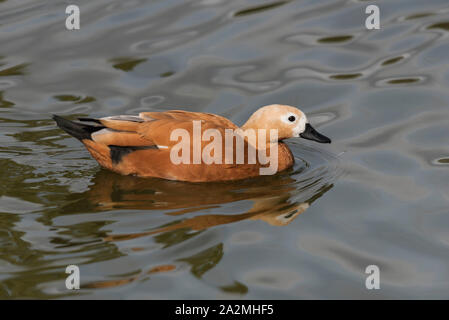 A ruddy Shelduck (Tadorna ferruginea) swimming in the water Stock Photo