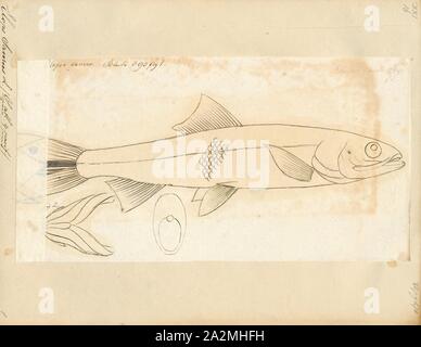 Elops saurus, Print, The ladyfish or tenpounder (Elops saurus) is a species of fish in the genus Elops, the only genus in the monotypic family Elopidae., 1700-1880 Stock Photo