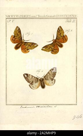 Endromis versicolora Family Endromidae Genus Endromis Kentish glory ...