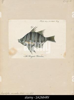 Enoplosus armatus, Print, Enoplosus armatus, the old wife (plural: old wives), is a species of perciform fish endemic to the temperate coastal waters of Australia. It is the only modern species in the family Enoplosidae., 1790 Stock Photo