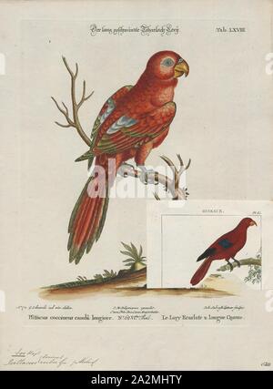 Eos rubra, Print, The red lory (Eos bornea) is a species of parrot in the family Psittaculidae. It is the second most commonly kept lory in captivity, after the rainbow lorikeet., 1700-1880 Stock Photo