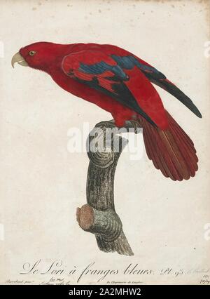 Eos rubra, Print, The red lory (Eos bornea) is a species of parrot in the family Psittaculidae. It is the second most commonly kept lory in captivity, after the rainbow lorikeet., 1796-1808 Stock Photo
