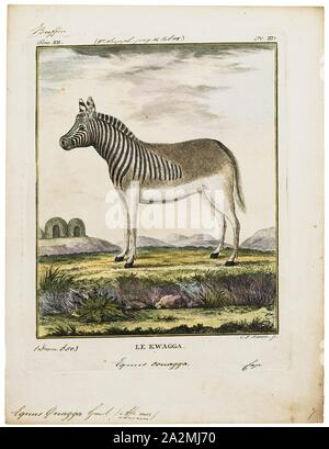 Equus quagga, Print, The plains zebra (Equus quagga, formerly Equus burchellii), also known as the common zebra, is the most common and geographically widespread species of zebra. Its range is fragmented, but spans much of southern and eastern Africa south of the Sahara. Six subspecies have been recognised including the extinct quagga which was thought to be a separate species. However, more recent research supports variations in zebra populations being clines rather than subspecies., 1700-1880 Stock Photo