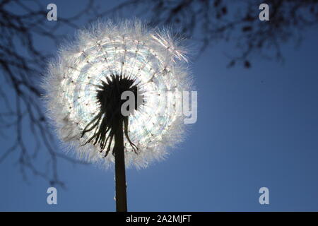 A dandelion seed head backlit by the sun Stock Photo