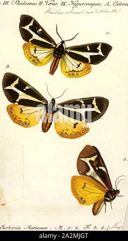 Eucharia, Print, Arctia festiva, the hebe tiger moth, is a moth species of the family Erebidae. Some authors separate it in a monotypic genus Eucharia. It is found in Central and Southern Europe, Near East, Iran, Central Asia, European Russia, Southern Siberia, Mongolia and China Stock Photo
