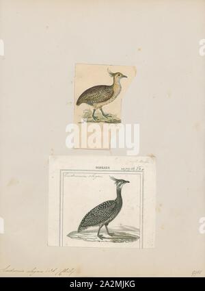 Eudromia elegans, Print, The elegant crested tinamou or martineta tinamou (Eudromia elegans) is a medium-sized tinamou that can be found in southern Chile and Argentina in shrubland., 1700-1880 Stock Photo