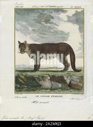 Felis concolor, Print, The cougar (Puma concolor), also commonly known by other names including mountain lion, panther, puma, and catamount, is a large felid of the subfamily Felinae native to the Americas. Its range, from the Canadian Yukon to the southern Andes of South America, is the widest of any large wild terrestrial mammal in the Western Hemisphere. An adaptable, generalist species, the cougar is found in most American habitat types. It is the biggest cat in North America, and the second-heaviest cat in the New World after the jaguar. Secretive and largely solitary by nature, the Stock Photo