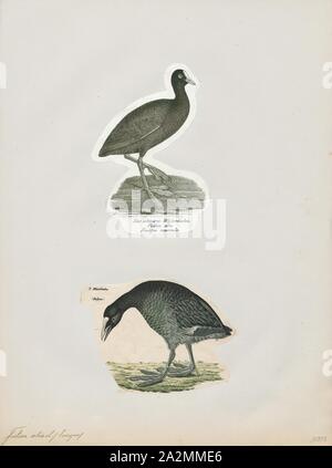 Fulica atra, Print, The Eurasian coot (Fulica atra), also known as the common coot, is a member of the rail and crake bird family, the Rallidae. It is found in Europe, Asia, Australia and parts of Africa., 1700-1880 Stock Photo