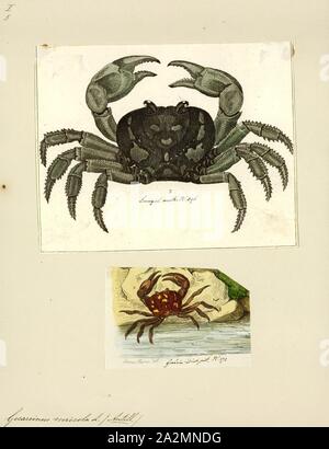 Gecarcinus ruricola, Print, Gecarcinus ruricola is a species of terrestrial crab. It is the most terrestrial of the Caribbean land crabs, and is found from western Cuba across the Antilles as far east as Barbados. Common names for G. ruricola include the purple land crab, black land crab, red land crab, and zombie crab Stock Photo