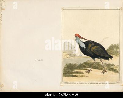 Geronticus calvus, Print, The southern bald ibis (Geronticus calvus) is a large bird found in open grassland or semi-desert in the mountains of southern Africa. Taxonomically, it is most closely related to its counterpart in the northern regions of Africa, the waldrapp (Geronticus eremita). As a species, it has a very restricted homerange, limited to the southern tips of South Africa in highland and mountainous regions., 1700-1880 Stock Photo