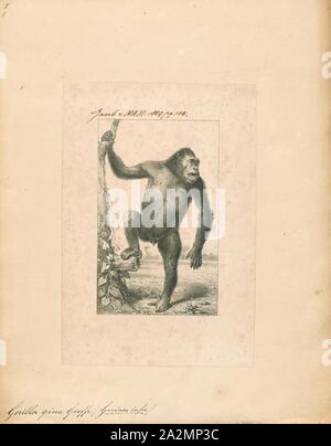 Gorilla gina, Print, Gorillas are ground-dwelling, predominantly herbivorous apes that inhabit the forests of central Sub-Saharan Africa. The genus Gorilla is divided into two species: the eastern gorillas and the western gorillas (both critically endangered), and either four or five subspecies. They are the largest living primates. The DNA of gorillas is highly similar to that of humans, from 95 to 99% depending on what is included, and they are the next closest living relatives to humans after the chimpanzees and bonobos., 1859 Stock Photo