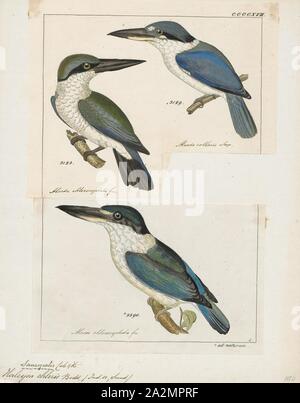 Halcyon chloris, Print, The collared kingfisher (Todiramphus chloris) is a medium-sized kingfisher belonging to the subfamily Halcyoninae, the tree kingfishers. It is also known as the white-collared kingfisher or mangrove kingfisher. It has a wide range extending from the Red Sea across southern Asia to Polynesia. A number of subspecies and subspecies groups have been split from this species including the Pacific kingfisher, the islet kingfisher, the Torresian kingfisher, the Mariana kingfisher, and the Melanesian kingfisher., 1700-1880 Stock Photo