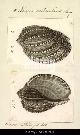 Harpa articularis, Print, Harpa articularis, common name the articulate harp shell, is a species of sea snail, a marine gastropod mollusk in the family Harpidae, the harp snails Stock Photo