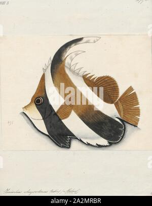 Heniochus chrysostoma, Print, Heniochus is a genus of butterflyfishes native to the Indo-Pacific. Though very similar in appearance to the Moorish idol (Zanclus cornutus), the members of this genus are not closely related to it., 1700-1880 Stock Photo