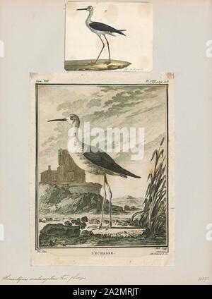 Himantopus autumnalis, Print, Stilt, Stilt is a common name for several species of birds in the family Recurvirostridae, which also includes those known as avocets. They are found in brackish or saline wetlands in warm or hot climates., 1700-1880 Stock Photo