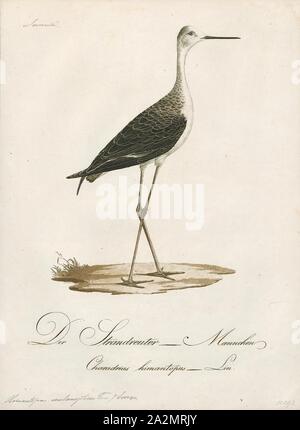 Himantopus autumnalis, Print, Stilt, Stilt is a common name for several species of birds in the family Recurvirostridae, which also includes those known as avocets. They are found in brackish or saline wetlands in warm or hot climates., 1800-1812 Stock Photo
