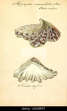 large saltwater clam Stock Photo - Alamy