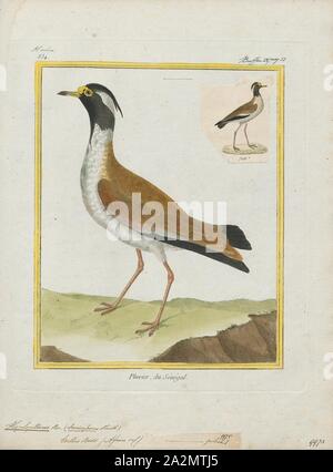 Hoplopterus tectus, Print, The black-headed lapwing or black-headed plover (Vanellus tectus) is a large lapwing, a group of largish waders in the family Charadriidae. It is a resident breeder across sub-Saharan Africa from Senegal to Ethiopia, although it has seasonal movements. It lays two or three eggs on a ground scrape., 1700-1880 Stock Photo