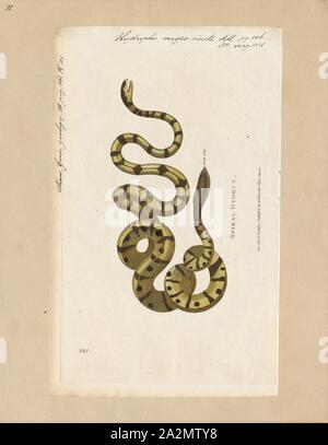 Hydrophis nigrocincta, Print, Hydrophis nigrocinctus is a species of marine venomous snakes Elapidae (Hydrophiinae-sea snake). Distribution: Indian Ocean: India, Bangladesh, Sri Lanka, Myanmar (= Burma), Thailand, Malaysia., 1700-1880 Stock Photo