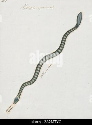 Hydrophis nigrocinctus, Print, Hydrophis nigrocinctus is a species of marine venomous snakes Elapidae (Hydrophiinae-sea snake). Distribution: Indian Ocean: India, Bangladesh, Sri Lanka, Myanmar (= Burma), Thailand, Malaysia., 1700-1880 Stock Photo