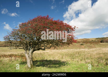 A Common Hawthorn tree, Cretaegus monogyna, laden with ripe berries, that has been shaped by prevailing winds growing on a hillside above Chesil beach Stock Photo