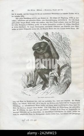 Hylobates agilis, Print, The agile gibbon (Hylobates agilis), also known as the black-handed gibbon, is an Old World primate in the gibbon family. It is found in Indonesia on the island of Sumatra, Malaysia, and southern Thailand. The species is listed as endangered on the IUCN Red List due to habitat destruction and the pet trade., 1700-1880 Stock Photo