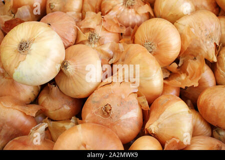 Onion, Allium also known as the bulb onion or common onion. Spices pattern. Healthy eating. Onion full frame. Stock Photo