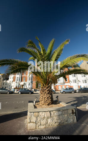 Palm trees that originated in the Canary Islands that were planted on Weymouth seafront as part of a regeneration scheme for the town. Weymouth Dorset Stock Photo
