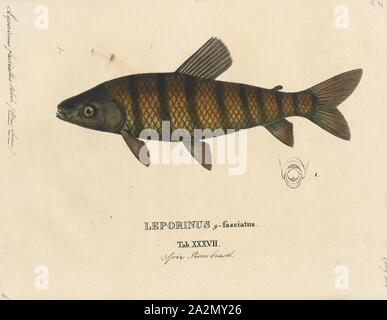 Leporinus fasciatus, Print, Leporinus fasciatus, commonly known as the banded leporinus or the black-banded leporinus, is a species of characin in the family Anostomidae. L. fasciatus is native to the Amazon Basin in South America, but has been introduced into the US states of Florida and Hawaii. It has not been observed from Hawaii as of 2005; the species is thought to have been extirpated in the region., 1700-1880 Stock Photo