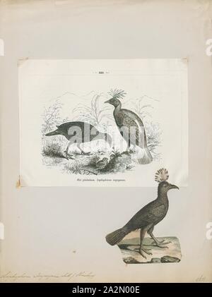 Lophophorus impeyanus, Print, The Himalayan monal (Lophophorus impejanus),  also known as the Impeyan monal and Impeyan