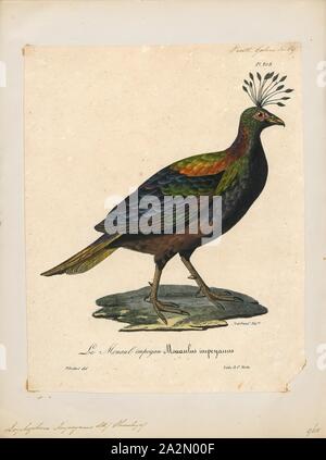 Lophophorus impeyanus, Print, The Himalayan monal (Lophophorus impejanus), also known as the Impeyan monal and Impeyan pheasant, is a bird in the pheasant family, Phasianidae. It is the national bird of Nepal, where it is known as the danphe, and state bird of Uttarakhand, India, where it is known as the monal. It was also the state bird of Himachal Pradesh until 2007. The scientific name commemorates Lady Mary Impey, the wife of the British chief justice of Bengal Sir Elijah Impey., 1825-1834 Stock Photo