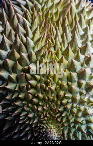 Durian fruit close up healthy food thorns Stock Photo