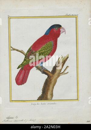 Lorius domicella, Print, The purple-naped lory (Lorius domicella) is a species of parrot in the family Psittaculidae. It is forest-dwelling endemic to the islands of Seram, Ambon, and perhaps also Haruku and Saparua, South Maluku, Indonesia. It is considered endangered, the main threat being from trapping for the cage-bird trade., 1700-1880 Stock Photo