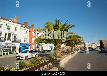 Palm trees that originated in the Canary Islands that were planted on Weymouth seafront as part of a regeneration scheme for the town. Weymouth Dorset Stock Photo