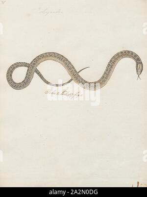 Lycodon spec., Print, Lycodon subcinctus, Malayan banded wolfsnake, in ...