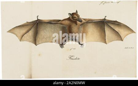 Macroglossus minimus, Print, The long-tongued nectar bat (Macroglossus minimus), also known as the northern blossom bat, honey nectar bat, least blossom-bat, dagger-toothed long-nosed fruit bat, and lesser long-tongued fruit bat, is a species of megabat. M. minimus is one of the smallest species in the family Pteropodidae, with an average length of 60–85 mm. It has a reddish-brown colouring with relatively long hair compared to the other species. The hair on the abdomen is a lighter colour, and a dark brown stripe runs bilaterally down the top of the head and back., 1700-1880 Stock Photo