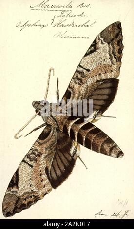 Macrosila, Print, Pseudosphinx is a monotypic moth genus in the family Sphingidae first described by Hermann Burmeister in 1856. Its only species, Pseudosphinx tetrio, was first described by Carl Linnaeus in 1771. Its common names include tetrio sphinx, giant gray sphinx, frangipani hornworm, and plumeria caterpillar. In the island of Martinique it is best known as Rasta caterpillar (chenille rasta, in French) because of its colors which are reminiscent of the ones found in Rastafarian clothing and accessories. It is native to the tropical and subtropical Americas from the southern and Stock Photo