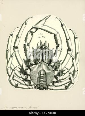 Maja squinado, Print, Maja squinado (the European spider crab, spiny spider crab or spinous spider crab) is a species of migratory crab found in the north-east Atlantic and the Mediterranean Sea Stock Photo