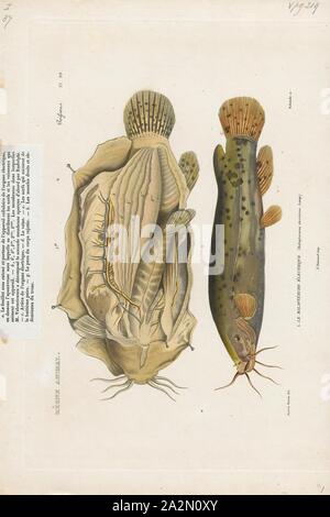 Electric catfish (Malapterurus electricus Stock Photo - Alamy