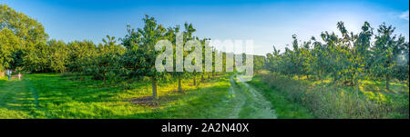 bursting with juicy apple trees, ripe apples at apple farm in Warlerberg,Apple tree rows in protected organic farm, full of ripe red apples. Panorama Stock Photo