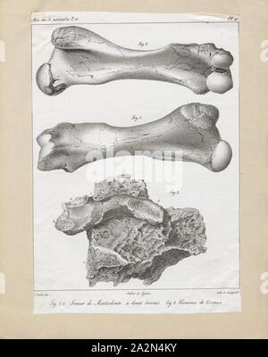 Mastodon spec., Print, Mastodons are any species of extinct proboscideans in the genus Mammut (family Mammutidae), distantly related to elephants, that inhabited North and Central America during the late Miocene or late Pliocene up to their extinction at the end of the Pleistocene 10, 000 to 11, 000 years ago. Mastodons lived in herds and were predominantly forest-dwelling animals that fed on a mixed diet obtained by browsing and grazing with a seasonal preference for browsing, similar to living elephants., bones Stock Photo