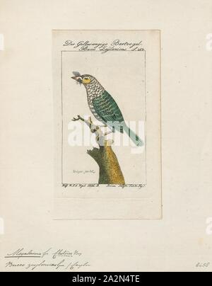 Megalaima zeylonica, Print, Psilopogon, Psilopogon is a genus of Old World barbets that used to include a single species, the fire-tufted barbet P. pyrolophus in the past. Results of molecular phylogenetic analyses indicate that the genus is nested within an evolutionary branch consisting of Asian barbets that were formerly placed in the genus Megalaima proposed by George Robert Gray in 1841. Since Psilopogon was proposed by Salomon Müller already in 1835, it takes priority., 1772-1829 Stock Photo