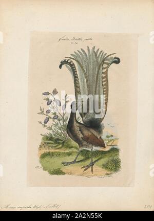 Menura superba, Print, The superb lyrebird (Menura novaehollandiae) is an Australian songbird, one of two species from the family Menuridae. It is one of the world's largest songbirds, and is renowned for its elaborate tail and courtship displays, and its excellent mimicry. The species is endemic to Australia and is found in forests in the south-east of the country. According to David Attenborough, the superb lyrebird displays the most sophisticated voice skills within the animal kingdom., 1837 Stock Photo