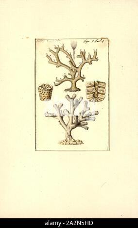 Fire coral Millepora colonial marine organism on sandy bottom of dark ...
