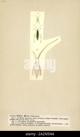Miris, Print, Miris is a genus of mirid bugs belonging to the family Miridae, subfamily Mirinae Stock Photo