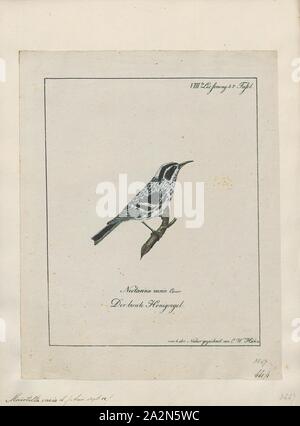 Mniotilta varia, Print, The black-and-white warbler (Mniotilta varia) is a species of New World warbler, and the only member of its genus, Mniotilta., 1700-1880 Stock Photo