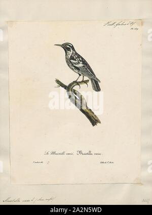 Mniotilta varia, Print, The black-and-white warbler (Mniotilta varia) is a species of New World warbler, and the only member of its genus, Mniotilta., 1825-1834 Stock Photo